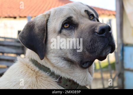 Kangal / chien de berger anatolien / chien turc Banque D'Images