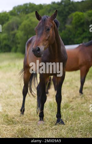 Cheval brun debout sur un pâturage. Vue avant portrait. Élevage approprié à l'espèce dans l'agriculture et les sports équestres Banque D'Images