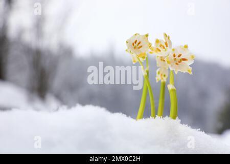 Flocons de neige printaniers qui poussent à l'extérieur le jour de l'hiver. Belles fleurs Banque D'Images