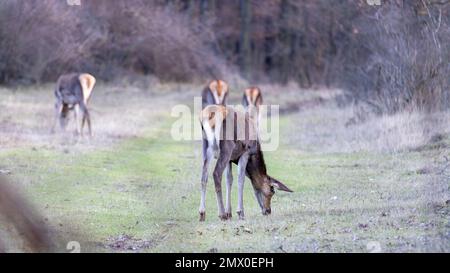 Des ders rouges dans la route forestière Banque D'Images