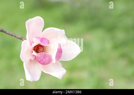 La fleur de magnolia fleurit sur fond vert naturel flou. Mise au point sélective. Banque D'Images