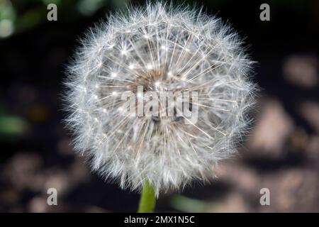 Une tête de graine de fleur de pissenlit photographiée de près; c'est une mauvaise herbe largement distribuée de la famille des pâquerettes, avec une rosette de feuilles et jaune vif. Banque D'Images