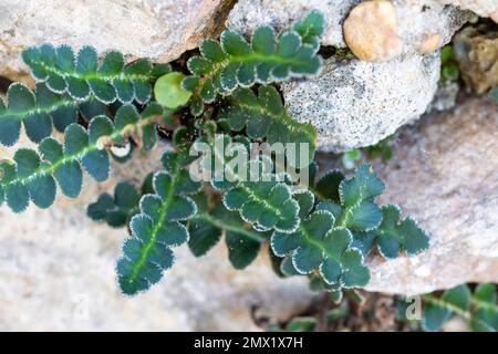 Vue rapprochée d'une fougère de ceterach d'Asplenium également connue sous le nom de roustyback. Banque D'Images