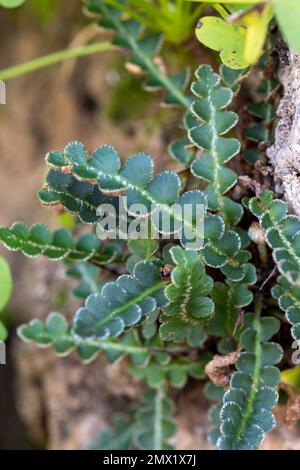 Vue rapprochée d'une fougère de ceterach d'Asplenium également connue sous le nom de roustyback. Banque D'Images