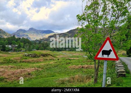 Country Lane avec un jalon et un panneau d'avertissement pour les moutons à Elterwater, Lake District, Cumbria, Angleterre, Royaume-Uni. Langdale Pikes peut être vu au loin Banque D'Images