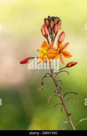 Vue rapprochée de la magnifique fleur sauvage de Bulbine frutescens. Banque D'Images