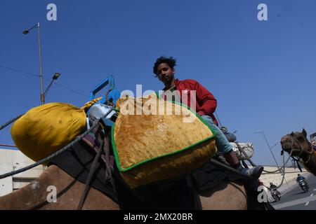 Delhi est, Delhi, Inde. 31st janvier 2023. Chameaux sur l'autoroute . Camel venait de loin et s'est arrêté pendant un certain temps sur l'autoroute nationale dans la zone de parking de Patpar Gunj East Delhi (Credit image: © Ravi Batra/ZUMA Press Wire) USAGE ÉDITORIAL SEULEMENT! Non destiné À un usage commercial ! Banque D'Images