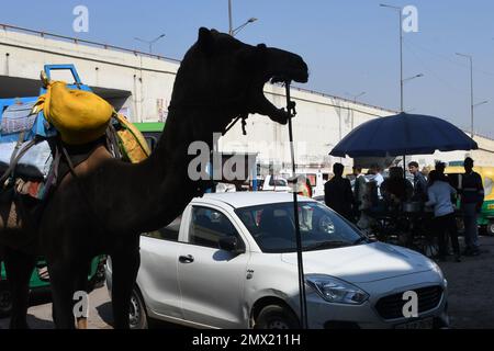 Delhi est, Delhi, Inde. 31st janvier 2023. Chameaux sur l'autoroute . Camel venait de loin et s'est arrêté pendant un certain temps sur l'autoroute nationale dans la zone de parking de Patpar Gunj East Delhi (Credit image: © Ravi Batra/ZUMA Press Wire) USAGE ÉDITORIAL SEULEMENT! Non destiné À un usage commercial ! Banque D'Images