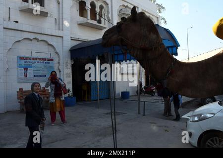 Delhi est, Delhi, Inde. 31st janvier 2023. Chameaux sur l'autoroute . Les élèves qui jouaient avec Camel pendant le Camel venaient de loin et se sont arrêtés pendant un certain temps sur l'autoroute nationale dans le parking de Patpar Gunj East Delhi (Credit image: © Ravi Batra/ZUMA Press Wire) USAGE ÉDITORIAL SEULEMENT! Non destiné À un usage commercial ! Banque D'Images