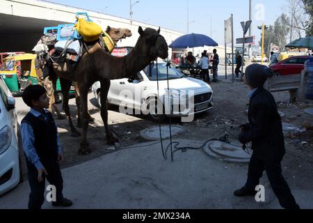 Delhi est, Delhi, Inde. 31st janvier 2023. Chameaux sur l'autoroute . Les élèves qui jouaient avec Camel pendant le Camel venaient de loin et se sont arrêtés pendant un certain temps sur l'autoroute nationale dans le parking de Patpar Gunj East Delhi (Credit image: © Ravi Batra/ZUMA Press Wire) USAGE ÉDITORIAL SEULEMENT! Non destiné À un usage commercial ! Banque D'Images