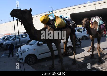 Delhi est, Delhi, Inde. 31st janvier 2023. Chameaux sur l'autoroute . Camel venait de loin et s'est arrêté pendant un certain temps sur l'autoroute nationale dans la zone de parking de Patpar Gunj East Delhi (Credit image: © Ravi Batra/ZUMA Press Wire) USAGE ÉDITORIAL SEULEMENT! Non destiné À un usage commercial ! Banque D'Images