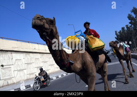 Delhi est, Delhi, Inde. 31st janvier 2023. Chameaux sur l'autoroute . Camel venait de loin et s'est arrêté pendant un certain temps sur l'autoroute nationale dans la zone de parking de Patpar Gunj East Delhi (Credit image: © Ravi Batra/ZUMA Press Wire) USAGE ÉDITORIAL SEULEMENT! Non destiné À un usage commercial ! Banque D'Images