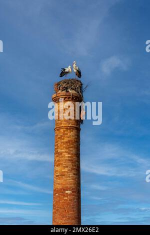 Cigognes blanches typiques sur le dessus de la cheminée dans la région de l'Algarve, Portugal. Banque D'Images