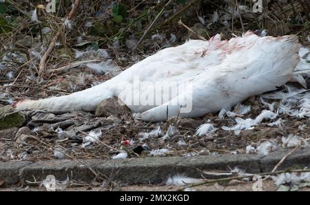 Staines-upon-Thames, Surrey, Royaume-Uni. 2nd février 2023. Aujourd'hui, le corps d'un cygne mort se trouvait près de la Tamise à Staines, avec une tête manquante et il y avait des preuves de grippe aviaire dans certains cygnes. Il a été rapporté aujourd'hui que la grippe aviaire se propage maintenant des oiseaux aux mammifères tels que les renards et les loutres. La BBC a signalé que l'Agence de santé animale et végétale du Royaume-Uni a testé 66 mammifères, y compris les phoques, et a constaté que neuf loutres et renards étaient positifs pour l'influenza aviaire hautement pathogène H5N1 (HPAI). Il y a maintenant des préoccupations que la mutation chez les mammifères pourrait voir un jum Banque D'Images