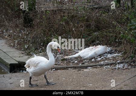 Staines-upon-Thames, Surrey, Royaume-Uni. 2nd février 2023. Aujourd'hui, le corps d'un cygne mort se trouvait près de la Tamise à Staines, avec une tête manquante et il y avait des preuves de grippe aviaire dans certains cygnes. Il a été rapporté aujourd'hui que la grippe aviaire se propage maintenant des oiseaux aux mammifères tels que les renards et les loutres. La BBC a signalé que l'Agence de santé animale et végétale du Royaume-Uni a testé 66 mammifères, y compris les phoques, et a constaté que neuf loutres et renards étaient positifs pour l'influenza aviaire hautement pathogène H5N1 (HPAI). Il y a maintenant des préoccupations que la mutation chez les mammifères pourrait voir un jum Banque D'Images