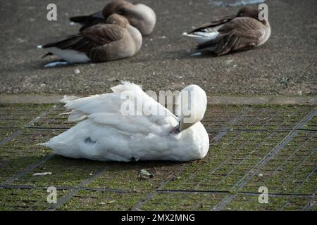 Staines-upon-Thames, Surrey, Royaume-Uni. 2nd février 2023. Un cygne montrant des signes de grippe aviaire près de la Tamise à Staines. Il a été rapporté aujourd'hui que la grippe aviaire se propage maintenant des oiseaux aux mammifères tels que les renards et les loutres. La BBC a signalé que l'Agence de santé animale et végétale du Royaume-Uni a testé 66 mammifères, y compris les phoques, et a constaté que neuf loutres et renards étaient positifs pour l'influenza aviaire hautement pathogène H5N1 (HPAI). On craint maintenant que la mutation chez les mammifères puisse voir un saut chez l'homme, mais le risque pour le public est considéré comme très faible. Crédit: Maureen Banque D'Images