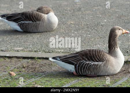 Staines-upon-Thames, Surrey, Royaume-Uni. La grippe aviaire est de retour dans le troupeau de cygnes sur la Tamise à Staines. Le corps du cygne était posé par le fleuve aujourd'hui avec une tête manquante et il y avait des preuves de grippe d'oiseau dans certains des cygnes. Il a été rapporté aujourd'hui que la grippe aviaire se propage maintenant des oiseaux aux mammifères tels que les renards et les loutres. La BBC a signalé que l'Agence de santé animale et végétale du Royaume-Uni a testé 66 mammifères, y compris les phoques, et a constaté que neuf loutres et renards étaient positifs pour l'influenza aviaire hautement pathogène H5N1 (HPAI). Il y a maintenant des préoccupations que la mutation Banque D'Images