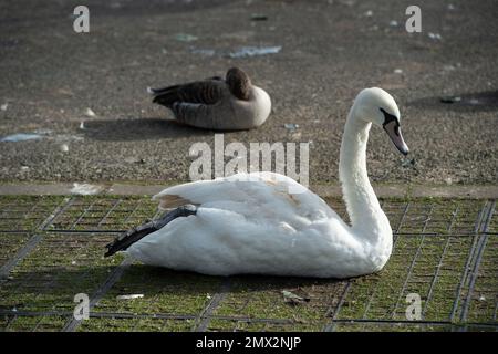 Staines-upon-Thames, Surrey, Royaume-Uni. 2nd février 2023. Un cygne montrant des signes de grippe aviaire près de la Tamise à Staines. Il a été rapporté aujourd'hui que la grippe aviaire se propage maintenant des oiseaux aux mammifères tels que les renards et les loutres. La BBC a signalé que l'Agence de santé animale et végétale du Royaume-Uni a testé 66 mammifères, y compris les phoques, et a constaté que neuf loutres et renards étaient positifs pour l'influenza aviaire hautement pathogène H5N1 (HPAI). On craint maintenant que la mutation chez les mammifères puisse voir un saut chez l'homme, mais le risque pour le public est considéré comme très faible. Crédit: Maureen Banque D'Images