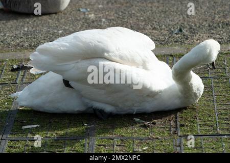 Staines-upon-Thames, Surrey, Royaume-Uni. 2nd février 2023. Un cygne montrant des signes de grippe aviaire près de la Tamise à Staines. Il a été rapporté aujourd'hui que la grippe aviaire se propage maintenant des oiseaux aux mammifères tels que les renards et les loutres. La BBC a signalé que l'Agence de santé animale et végétale du Royaume-Uni a testé 66 mammifères, y compris les phoques, et a constaté que neuf loutres et renards étaient positifs pour l'influenza aviaire hautement pathogène H5N1 (HPAI). On craint maintenant que la mutation chez les mammifères puisse voir un saut chez l'homme, mais le risque pour le public est considéré comme très faible. Crédit: Maureen Banque D'Images