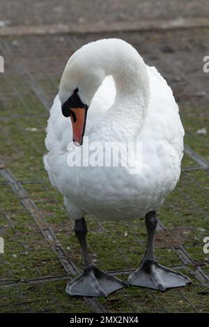 Staines-upon-Thames, Surrey, Royaume-Uni. La grippe aviaire est de retour dans le troupeau de cygnes sur la Tamise à Staines. Le corps du cygne était posé par le fleuve aujourd'hui avec une tête manquante et il y avait des preuves de grippe d'oiseau dans certains des cygnes. Il a été rapporté aujourd'hui que la grippe aviaire se propage maintenant des oiseaux aux mammifères tels que les renards et les loutres. La BBC a signalé que l'Agence de santé animale et végétale du Royaume-Uni a testé 66 mammifères, y compris les phoques, et a constaté que neuf loutres et renards étaient positifs pour l'influenza aviaire hautement pathogène H5N1 (HPAI). Il y a maintenant des préoccupations que la mutation Banque D'Images