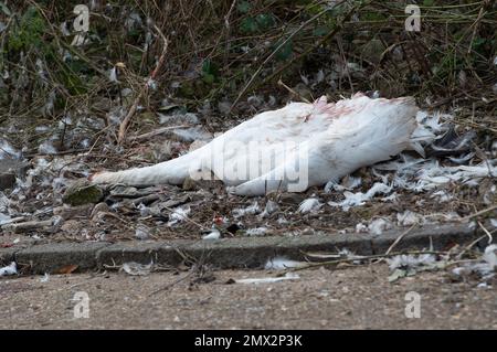 Staines-upon-Thames, Surrey, Royaume-Uni. 2nd février 2023. Aujourd'hui, le corps d'un cygne mort se trouvait près de la Tamise à Staines, avec une tête manquante et il y avait des preuves de grippe aviaire dans certains cygnes. Il a été rapporté aujourd'hui que la grippe aviaire se propage maintenant des oiseaux aux mammifères tels que les renards et les loutres. La BBC a signalé que l'Agence de santé animale et végétale du Royaume-Uni a testé 66 mammifères, y compris les phoques, et a constaté que neuf loutres et renards étaient positifs pour l'influenza aviaire hautement pathogène H5N1 (HPAI). Il y a maintenant des préoccupations que la mutation chez les mammifères pourrait voir un jum Banque D'Images