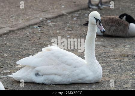 Staines-upon-Thames, Surrey, Royaume-Uni. 2nd février 2023. Un cygne montrant des signes de grippe aviaire près de la Tamise à Staines. Il a été rapporté aujourd'hui que la grippe aviaire se propage maintenant des oiseaux aux mammifères tels que les renards et les loutres. La BBC a signalé que l'Agence de santé animale et végétale du Royaume-Uni a testé 66 mammifères, y compris les phoques, et a constaté que neuf loutres et renards étaient positifs pour l'influenza aviaire hautement pathogène H5N1 (HPAI). On craint maintenant que la mutation chez les mammifères puisse voir un saut chez l'homme, mais le risque pour le public est considéré comme très faible. Crédit: Maureen Banque D'Images