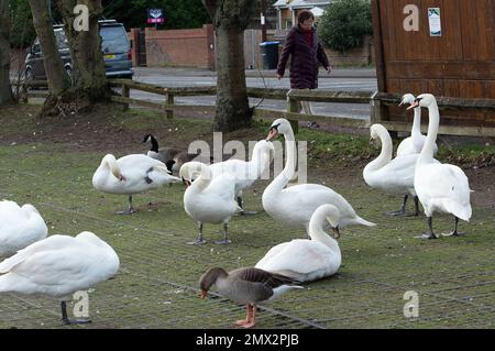 Staines-upon-Thames, Surrey, Royaume-Uni. La grippe aviaire est de retour dans le troupeau de cygnes sur la Tamise à Staines. Le corps du cygne était posé par le fleuve aujourd'hui avec une tête manquante et il y avait des preuves de grippe d'oiseau dans certains des cygnes. Il a été rapporté aujourd'hui que la grippe aviaire se propage maintenant des oiseaux aux mammifères tels que les renards et les loutres. La BBC a signalé que l'Agence de santé animale et végétale du Royaume-Uni a testé 66 mammifères, y compris les phoques, et a constaté que neuf loutres et renards étaient positifs pour l'influenza aviaire hautement pathogène H5N1 (HPAI). Il y a maintenant des préoccupations que la mutation Banque D'Images