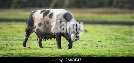 Un grand cochon de vache explorant la nouvelle forêt pendant la saison des pannies, où les cochons sont libres de se déplacer et de se nourrir sur les acorbes tombés qui sont toxiques pour les poneys. Banque D'Images