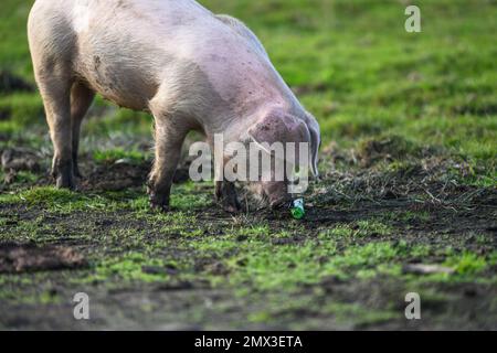 Un porcelet découvre le tube en plastique rejeté dans le New Forest Hampshire et commence à mâcher et à explorer l'objet. La litière est un problème pour les animaux libres. Banque D'Images