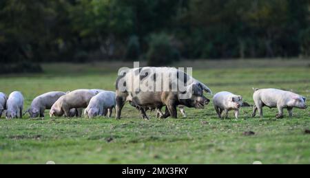 Une truie et un grand groupe de porcelets explorant la Nouvelle forêt pendant la saison de la paannage. Banque D'Images