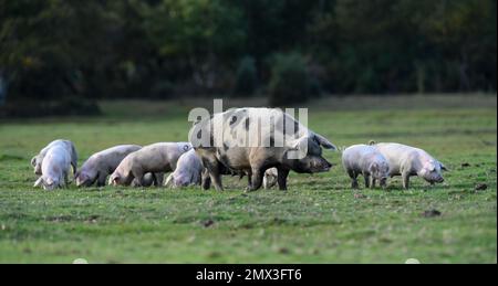 Une truie et un grand groupe de porcelets explorant la Nouvelle forêt pendant la saison de la paannage. Banque D'Images