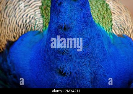 Gros plan sur les plumes du dos de paon (Pavo cristatus) avec des couleurs de plumes bleu, vert et blanc vives. Parc national de Ranthambore, Rajasthan, Inde Banque D'Images