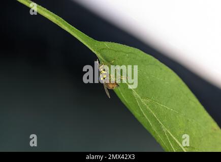 Bactrocera dorsalis, connu auparavant sous le nom de Dacus dorsalis et communément appelé la mouche orientale des fruits, est une espèce de mouche tephritid qui est endémique à l'Asie du Sud-est. Banque D'Images