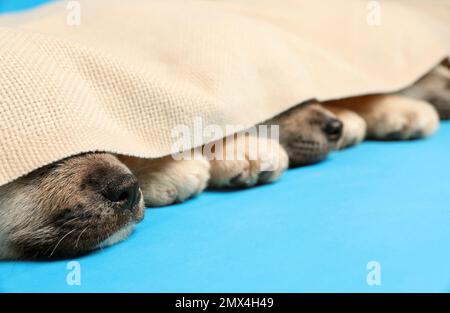 Chiots Akita Inu mignon recouverts de tissu écossais sur fond bleu clair, gros plan. Bébés animaux Banque D'Images