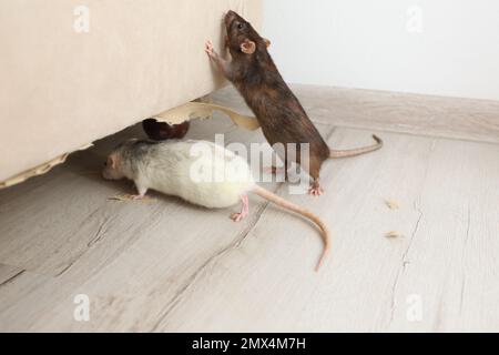 Rats près de meubles endommagés à l'intérieur. Lutte antiparasitaire Banque D'Images