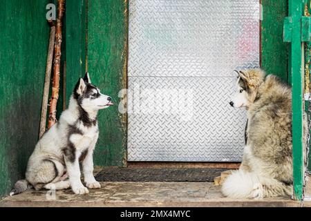 Les vieux et les jeunes chiens husky sont assis près de la porte de la vieille maison, attendant le propriétaire Banque D'Images