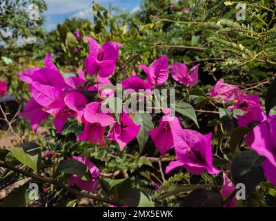 Bougainvilliers glabra, bougainvilliers fleurs gros plan, macro, vue. Bougainvillea fleurs texture et fond. Banque D'Images