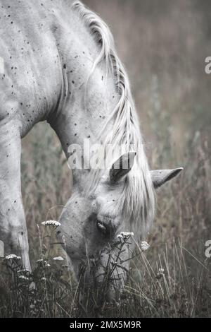 Un petit portrait latéral d'un cheval blanc paissant sur un pré avec des fleurs blanches, atmosphère sombre et douce, gris pastel, style vintage rêveur Banque D'Images