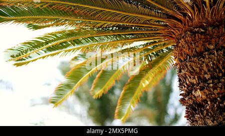 gros plan, palmier, avec un tronc épais et des feuilles vertes. chaude journée d'été. Photo de haute qualité Banque D'Images