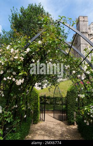 Les arcades de style gothique sont envoûtés par les jolies roses grimpantes Adélaïde d’Orléans dans le jardin des roses formel du château Arundel, West Sussex, Royaume-Uni Banque D'Images