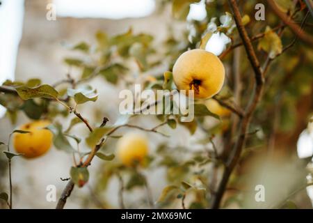 Fruit de coing jaune sur l'arbre en pleine croissance sauvage au Portugal Banque D'Images