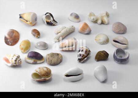 Coquillages isolés sur fond blanc. Vue de dessus Banque D'Images