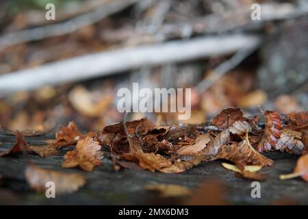 Hojas de otoño Banque D'Images