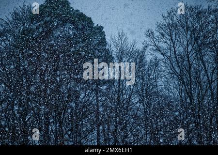 Neige flue avec des flocons de neige tombant sur toute la surface et un fond de plusieurs silhouettes d'arbres sombres monochromes et un ciel en gris clair Banque D'Images