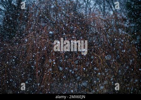 Neige en janvier avec flocons de neige tombant sur toute la surface et fond d'un saule brun et d'un brush à fleurs Banque D'Images