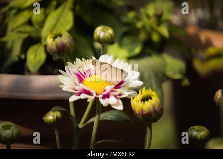 Papillon gris assis sur une fleur de Chrysanthemum dans le jardin. Banque D'Images