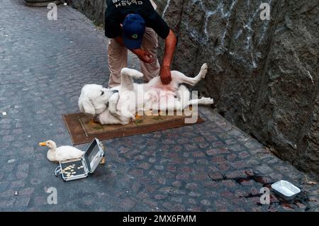 Un homme chatouillant l'estomac de son chien qui est allongé sur un tapis à côté d'un canard blanc d'animal de compagnie. L'homme a une boîte ouverte contenant des pièces de monnaie sur le sol pour le con Banque D'Images