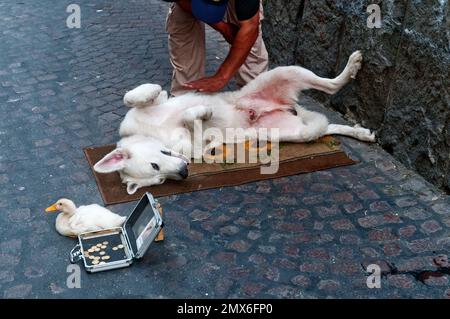 Un homme chatouillant l'estomac de son chien qui est allongé sur un tapis à côté d'un canard blanc d'animal de compagnie. L'homme a une boîte ouverte contenant des pièces de monnaie sur le sol pour le con Banque D'Images