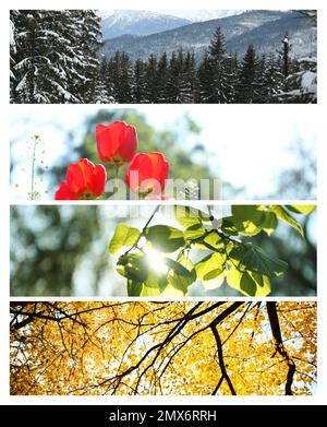 Belles photos de la nature. Collage quatre saisons Banque D'Images