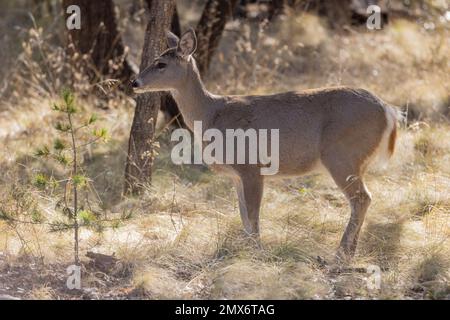 Doe Coues Whitetial Deer dans les Chiricahua Mountians Arizona Banque D'Images